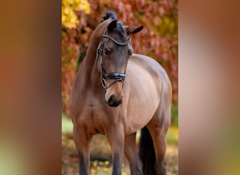 KWPN, Stute, 4 Jahre, 169 cm, Brauner