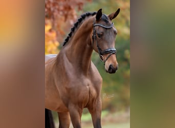 KWPN, Stute, 4 Jahre, 169 cm, Brauner