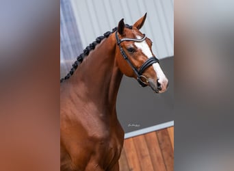 KWPN, Stute, 4 Jahre, 169 cm, Brauner