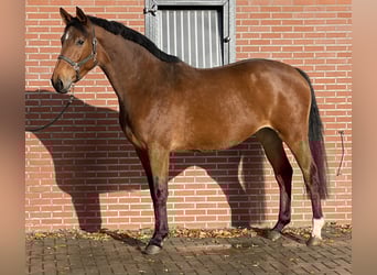 KWPN, Stute, 4 Jahre, 169 cm, Brauner