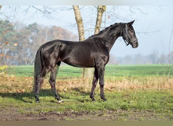 KWPN, Stute, 4 Jahre, 169 cm, Rappe