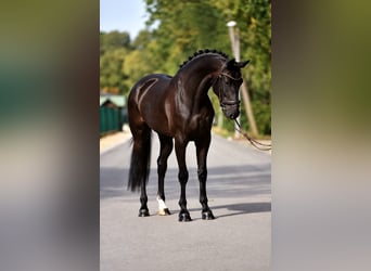 KWPN, Stute, 4 Jahre, 169 cm, Rappe