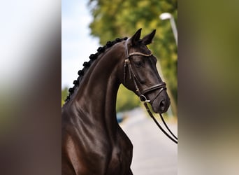 KWPN, Stute, 4 Jahre, 169 cm, Rappe