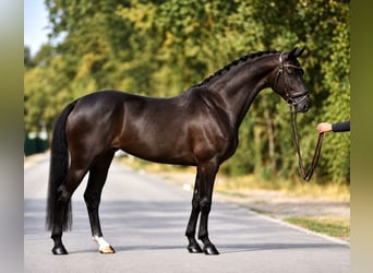 KWPN, Stute, 4 Jahre, 169 cm, Rappe