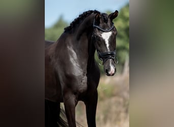 KWPN, Stute, 4 Jahre, 170 cm, Brauner