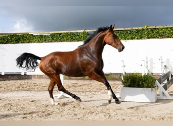 KWPN, Stute, 4 Jahre, 170 cm, Brauner