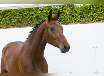 KWPN, Stute, 4 Jahre, 170 cm, Brauner