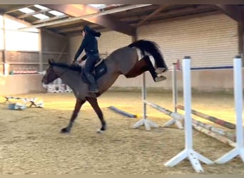 KWPN, Stute, 4 Jahre, 170 cm, Brauner