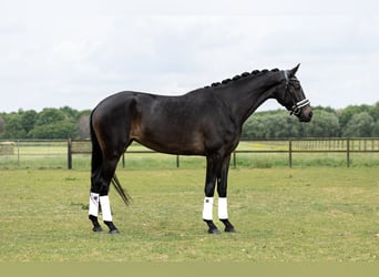 KWPN, Stute, 4 Jahre, 170 cm, Dunkelbrauner