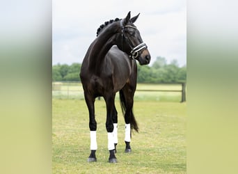 KWPN, Stute, 4 Jahre, 170 cm, Dunkelbrauner