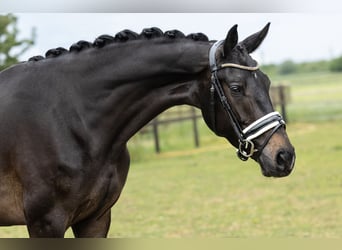 KWPN, Stute, 4 Jahre, 170 cm, Dunkelbrauner