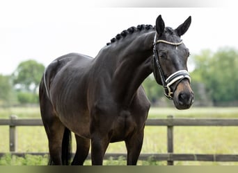 KWPN, Stute, 4 Jahre, 170 cm, Dunkelbrauner