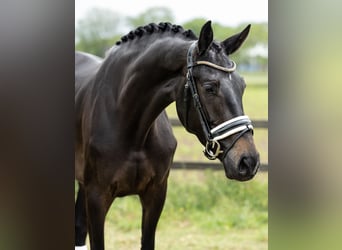 KWPN, Stute, 4 Jahre, 170 cm, Dunkelbrauner