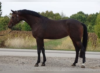 KWPN, Stute, 4 Jahre, 170 cm, Dunkelbrauner