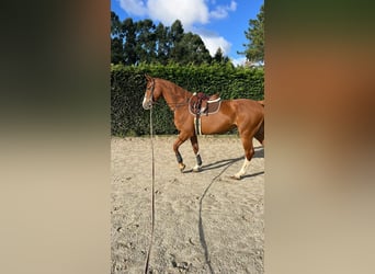 KWPN, Stute, 4 Jahre, 170 cm, Fuchs