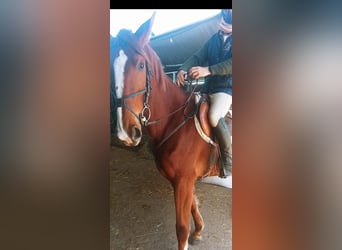 KWPN, Stute, 4 Jahre, 170 cm, Fuchs