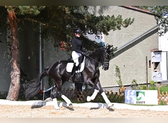 KWPN, Stute, 4 Jahre, 170 cm, Rappe