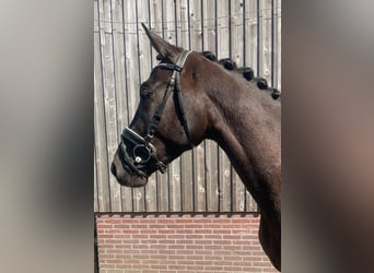 KWPN, Stute, 4 Jahre, 170 cm, Rappe