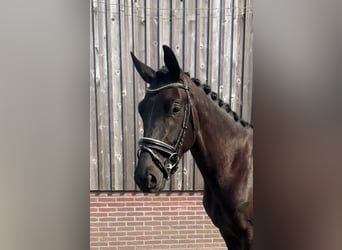 KWPN, Stute, 4 Jahre, 170 cm, Rappe