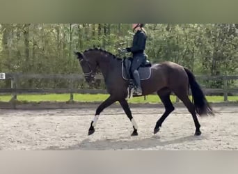 KWPN, Stute, 4 Jahre, 170 cm, Rappe