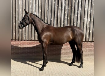 KWPN, Stute, 4 Jahre, 170 cm, Rappe