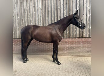 KWPN, Stute, 4 Jahre, 170 cm, Rappe