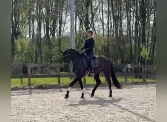 KWPN, Stute, 4 Jahre, 170 cm, Rappe