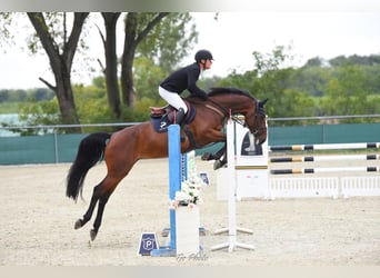 KWPN, Stute, 4 Jahre, 170 cm, Rotbrauner