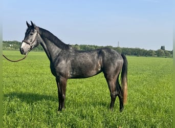 KWPN, Stute, 4 Jahre, 170 cm, Schimmel