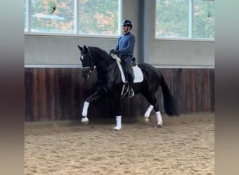 KWPN, Stute, 4 Jahre, 170 cm, Schwarzbrauner