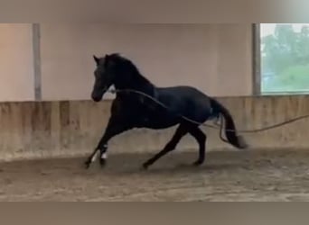 KWPN, Stute, 4 Jahre, 170 cm, Schwarzbrauner