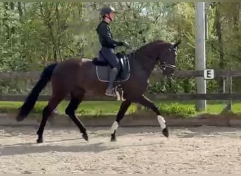 KWPN, Stute, 4 Jahre, 170 cm, Schwarzbrauner