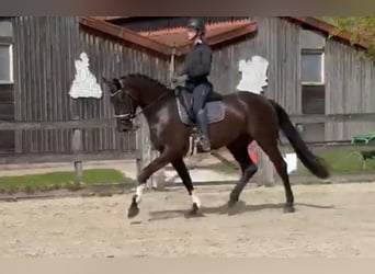 KWPN, Stute, 4 Jahre, 170 cm, Schwarzbrauner