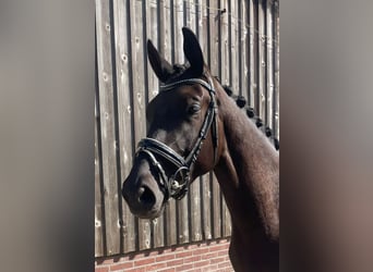 KWPN, Stute, 4 Jahre, 170 cm, Schwarzbrauner