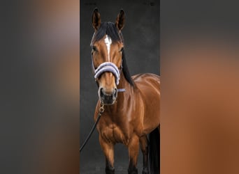 KWPN, Stute, 4 Jahre, 171 cm, Brauner