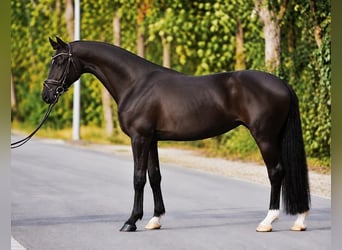 KWPN, Stute, 4 Jahre, 171 cm, Rappe