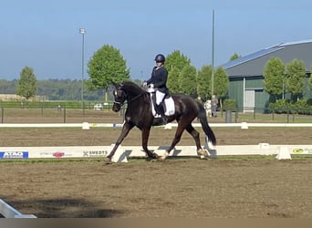 KWPN, Stute, 4 Jahre, 171 cm, Rappe