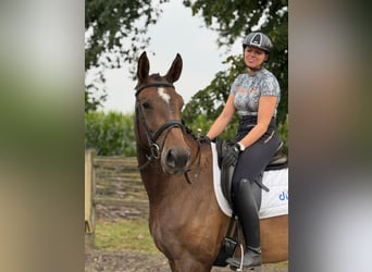 KWPN, Stute, 4 Jahre, 172 cm, Brauner