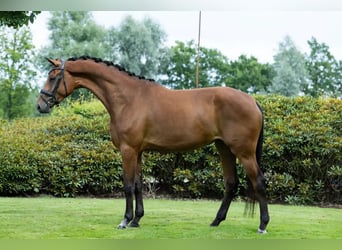 KWPN, Stute, 4 Jahre, 172 cm, Brauner