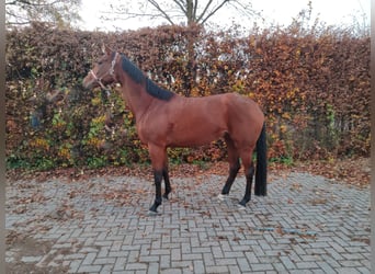 KWPN, Stute, 4 Jahre, 172 cm, Brauner