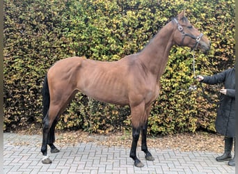 KWPN, Stute, 4 Jahre, 172 cm, Brauner