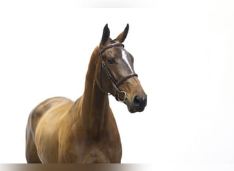 KWPN, Stute, 4 Jahre, 172 cm, Brauner