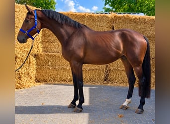KWPN, Stute, 4 Jahre, 172 cm, Brauner