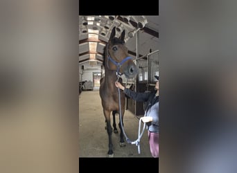 KWPN, Stute, 4 Jahre, 172 cm, Brauner