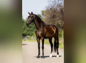KWPN, Stute, 4 Jahre, 172 cm, Dunkelbrauner