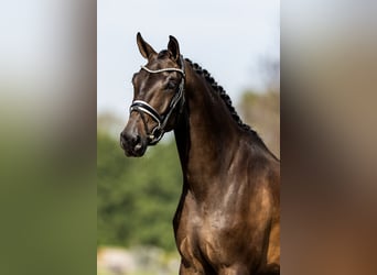 KWPN, Stute, 4 Jahre, 172 cm, Dunkelbrauner