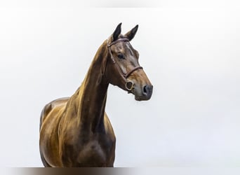 KWPN, Stute, 4 Jahre, 172 cm, Dunkelbrauner