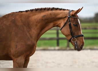 KWPN, Stute, 4 Jahre, 172 cm, Dunkelfuchs