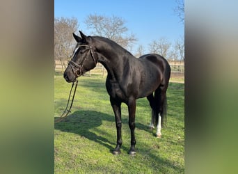 KWPN, Stute, 4 Jahre, 172 cm, Rappe