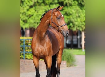 KWPN, Stute, 4 Jahre, 173 cm, Brauner